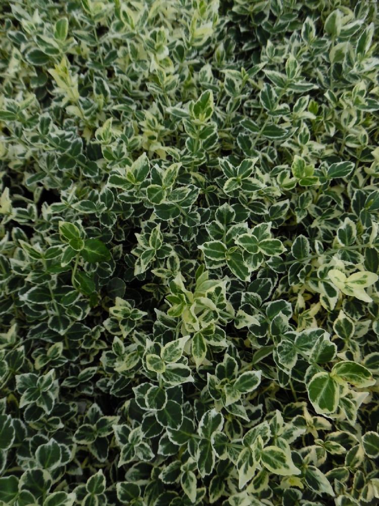 Euonymus Fortunei Emerald Gaiety 1L Pot